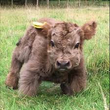 Find the best cow wallpaper on getwallpapers. Best 30 Highland Cattle Fun On 9gag