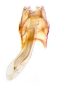 Image result for Stigmella aceris