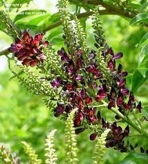 Full Size Picture Of Evergreen Wisteria Millettia Reticulata Wisteria Evergreen Bloom