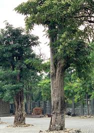 Image result for Alstonia