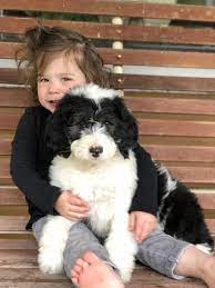 Peaches The Sheepadoodle Sheepadoodle Sheepadoodle Puppy Baby Kids