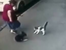 Kedi Kaldirimda Yuruyen Kopek Ve Sahibine Saldirdi Ntv
