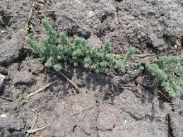 Image result for Cressa cretica