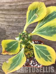 Image result for Monadenium rugosum