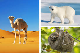 Animal Adaptations Complete Guide Types Of Animal Adaptation With Examples