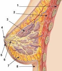 Muscle anatomy chest 12 photos of the muscle anatomy chest anterior chest muscle anatomy, chest muscle anatomy and exercises, chest muscle anatomy male, chest wall muscle anatomy mri, female chest muscle anatomy diagram, human muscles, anterior chest muscle anatomy, chest muscle anatomy and exercises, chest muscle. Nepal Cancer Relief Society The Anatomy Of A Female Breast Breast Anatomy Normal Scheme 1 Chest Wall 2 Pectoralis Muscles 3 Lobules Glands That Make Milk 4 Nipple Surface 5 Areola