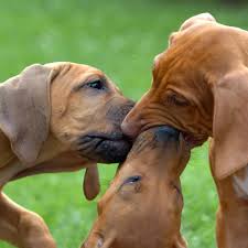 Petaluma • rohnert park • santa rosa Club K9 Dog Boarding And Dog Daycare