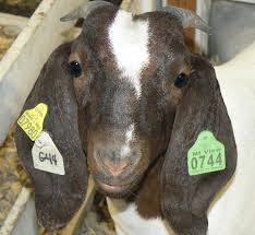 Thursday At The Shenandoah County Fair