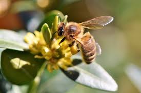 Several fruits, vegetables, herbs, and flowers will attract bees. How To Attract Pollinators To Your Organic Vegetable Garden Homecrop