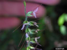 Image result for Oplismenus undulatifolius