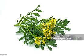 Image result for Ruta graveolens