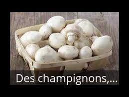 Faire Pousser Des Champignons De Paris A L Ecole Youtube Faire Pousser Des Champignons Champignon Champignon De Paris