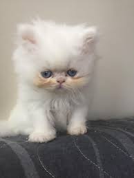 Iran Kedisi Fotograflari Sevimli 21 Fars Persian Kedi Resmi Fotograf Indir In 2020 Cats Animals