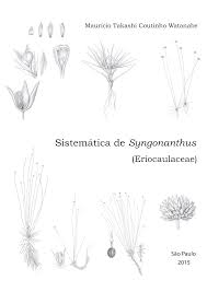 Image result for Syngonanthus wahlbergii