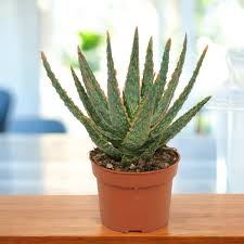 Image result for Aloe zebrina
