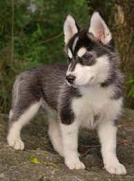 She will come microchipped, treated for fleas and worms with a puppy pack. Teacup Husky Full Grown Pet Lovers Cute Animals Puppies Cute Puppies