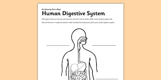 Some of the worksheets for this concept are the human system digestive crossword work answers, digestive circulatory and respiratory systems, the human digestive system crossword puzzle answers, digestive system and the human system digestive crossword worksheet answers. Human Digestive System Worksheet Worksheet Teacher Made