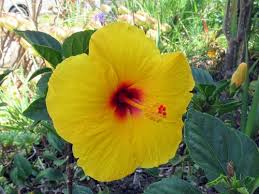 The genus is quite large, comprising several hundred species that are native to warm temperate. Yellow Hibiscus Making Orange Flowers