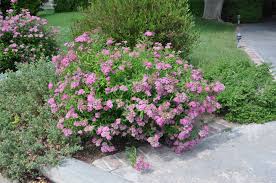 Image result for Spiraea bumalda