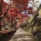 【Tanba Kameyama Castle Ruins（Ōmoto... event in Kameoka, Kyoto
