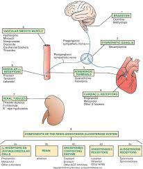 Cardiac And Renin Angiotensin Aldosterone System Active Agents Medications Nursing Nursing Students Pharmacology Nursing