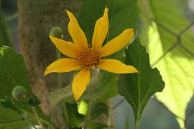 Image result for Tithonia tubaeformis