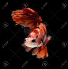 Orange is a secondary color, which means that it is made by mixing two primary colors together. Fancy Nemo Betta Or Siamese Fighting Fish In Red And Orange Mixed With Colorful Dot In Action Lizenzfreie Fotos Bilder Und Stock Fotografie Image 136098997