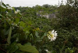 Image result for Apocynaceae subfamilies Apocynoideae and Rauvolfioideae