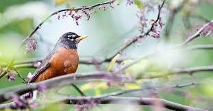 Place the soil on a tarp and count the number of worms in the sample. Why And How To Attract Birds To Your Lawn Garden