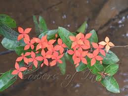 Image result for Rourea coccinea