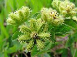 Image result for Acanthospermum