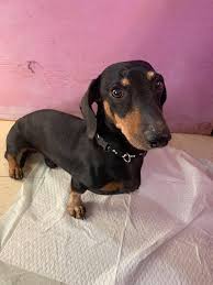 Check spelling or type a new query. Chapman S Dachshund Rescue
