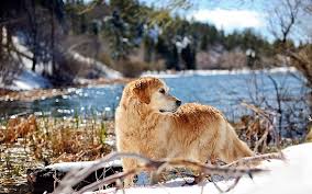 Hd Wallpaper Brown Dog River Walk Look Pets Retriever Golden Retriever Wallpaper Flare