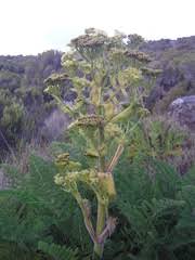 Image result for Afrosciadium