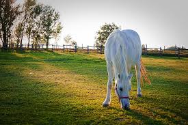 Maybe you would like to learn more about one of these? Animals Horse Horses Nature Pasture Economy White Nice Plant Field Pxfuel