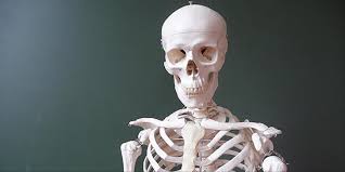 The exoskeleton, which is the stable outer shell of an organism, the endoskeleton, which forms the support structure inside the body, the hydroskeleton, a flexible skeleton supported by fluid pressure, and the cytoskeleton present in the cytoplasm of all cells, including bacteria, and. Iskelet Gercek Cikti