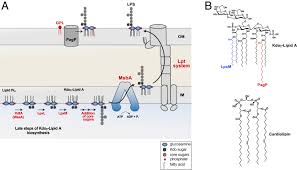 Cardiolipin aids in lipopolysaccharide transport to the gram-negative outer  membrane | PNAS