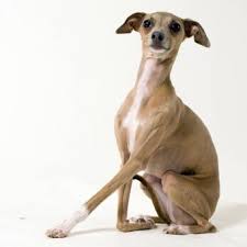 The goals and purposes of this breed standard include: Miniature Greyhound Lovetoknow