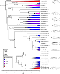 The Tree Of Life And A New Classification Of Bony Fishes