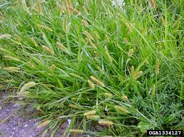 Image result for Setaria viridis