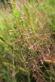 Check spelling or type a new query. Eragrostis Spectabilis Purple Lovegrass Purple Love Grass Tumble Grass North Carolina Extension Gardener Plant Toolbox