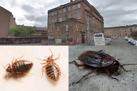In fact, once companies are aware of problems, they may improve their goods. Cockroach And Bedbug Alert For Glasgow Teachers City Schools Riddled With Insects Glasgow Times