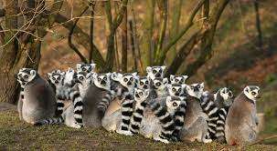 Von der natur ist madagaskar reich beschenkt. Lemuren Die Halbaffen Von Madagaskar
