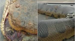Kebanyakan jenis burung ini tidak bisa terbang, namun beberapa burung masih bisa terbang dengan hanya menghempaskan sayapnya saja. Ditemukan Anaconda Berbobot 400 Kg Ular Terbesar Sedunia Global Liputan6 Com