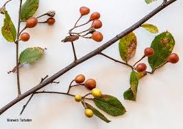 Image result for Grewia flavescens