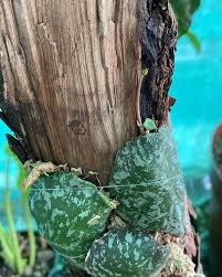 Image result for Selaginella imbricata