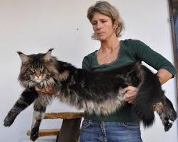 Pin On Maine Coon Cats