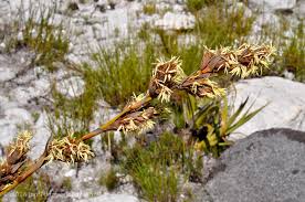 Image result for Tetraria