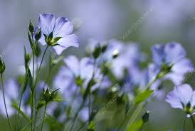 Image result for Linum usitatissimum