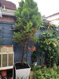 Image result for thuja drying out dead dried symptoms)